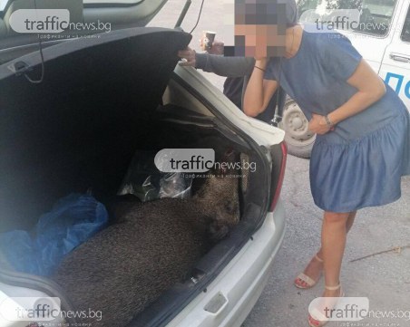 Патрулка в челен сблъсък със 100-килограмов глиган! Униформените си взеха 