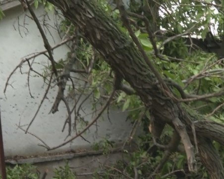 След бурята в Новозагорско: Унищожена реколта и паднали дървета