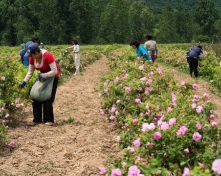 Проверки из полетата край Пловдив! Търсят непълнолетни работници
