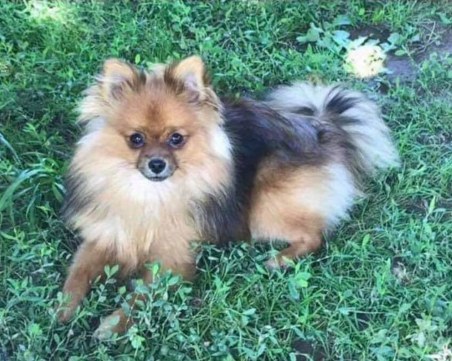 Зара се загуби! Да помогнем на собствениците да я намерят