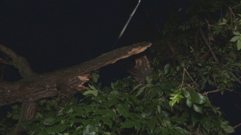 Нощна буря в Новозагорско: Паднали дървета, поразена продукция