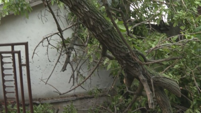 След бурята в Новозагорско: Унищожена реколта и паднали дървета