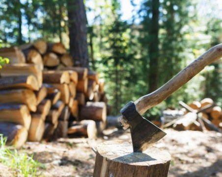 30-годишен мъж загина по време на дърводобив край Пазарджик