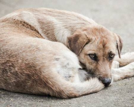 Над 3800 бездомни кучета са осиновени през 2018 г.