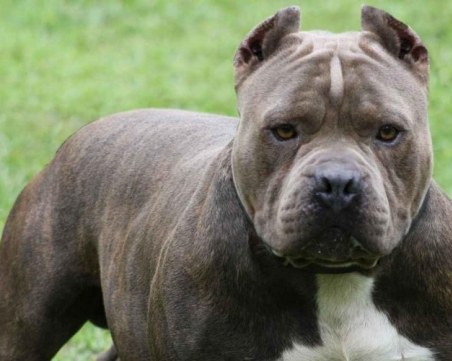 Питбул нападна баба в Монтанско. Жената е със счупена тазобедрена става