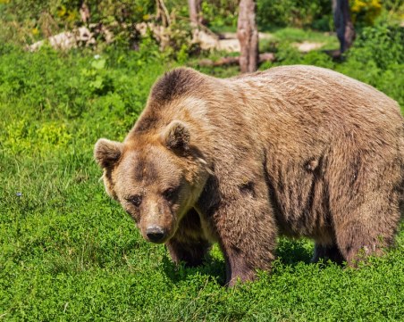 Труп на кафява мечка намерен край Самоков. Животното било застреляно