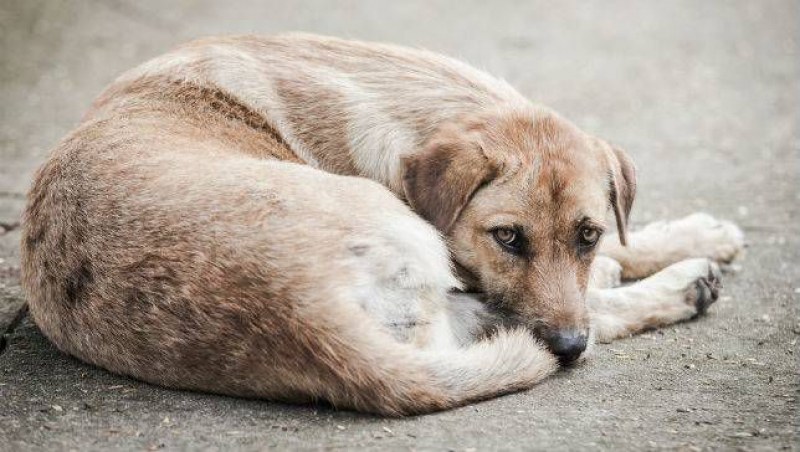 Над 3800 бездомни кучета са осиновени през 2018 г.