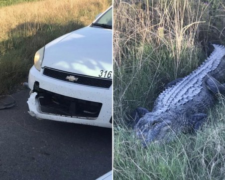 Алигатор отхапа част от патрулка