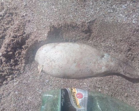 Обезглавено бебе делфинче шокира плажуващите на 