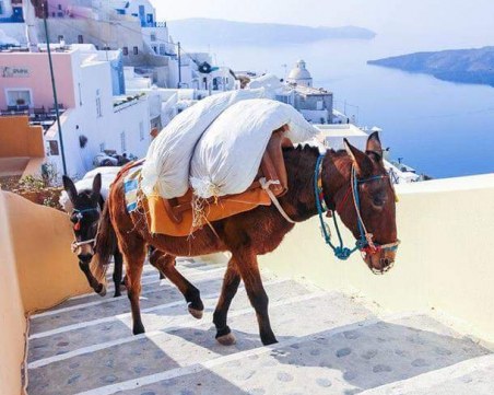 Прекратете малтретирането на магаретата в Санторини!