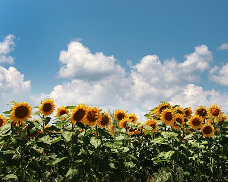 Работната седмица се изнизва с високи температури – над 35°C