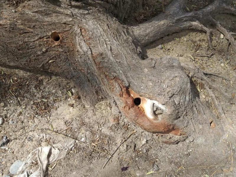 Вандализъм в Кюстендил: Вековни дървета с дупки и подпалени! Кой?