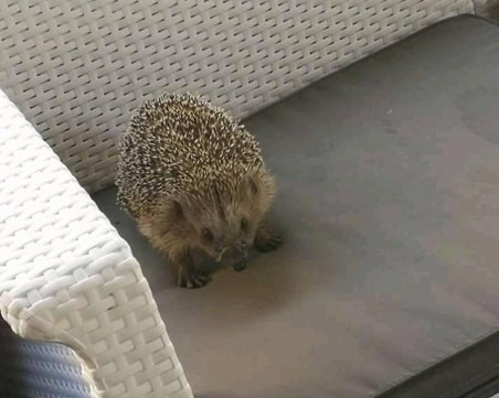 Петъчно настроение: Таралеж отиде на кафе в столицата