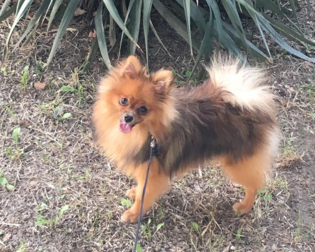 500 лева възнаграждение предлагат собствениците за изгубената Зара