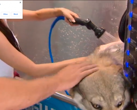 Софиянци могат да къпят кучетата си за левче