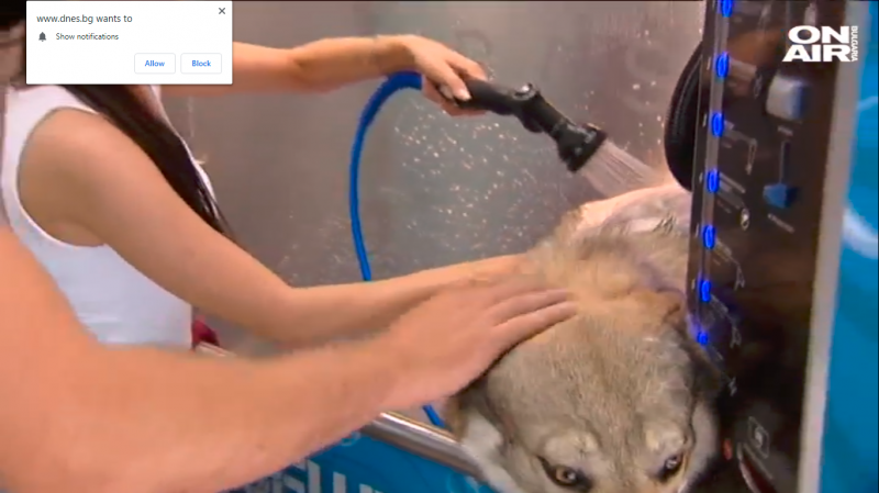 Софиянци могат да къпят кучетата си за левче