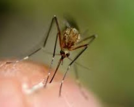 Алармират за бум на западнонилска треска в Гърция, туристите да внимават