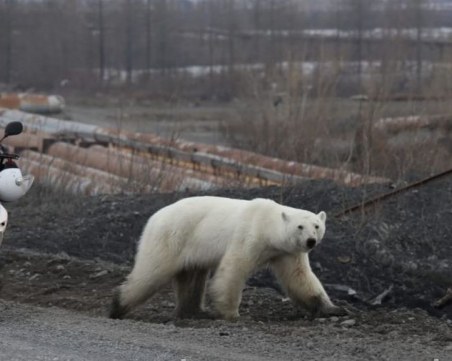 В търсене на храна: Полярна мечка се разходи в руски град