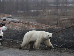 В търсене на храна: Полярна мечка се разходи в руски град