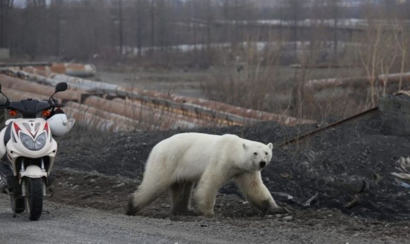 В търсене на храна: Полярна мечка се разходи в руски град