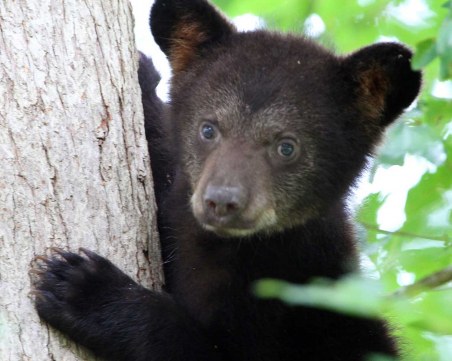 Застреляха черно мече в Орегон, било твърде любвеобилно?!