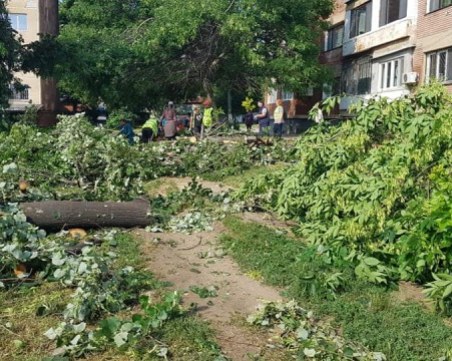 Дърво колкото 8-етажен блок се стовари върху три коли в Козлодуй