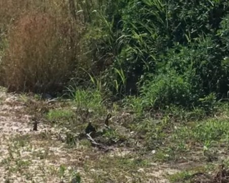 Змии изпълзяха до детска градина в Пловдив!  Експерти: Не са опасни, не се притеснявайте