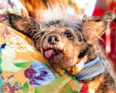 Избраха най-грозното куче на света. Вижте го