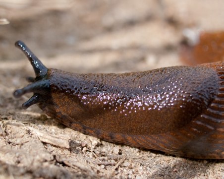 Влаковете в Япония спряха заради...гол охлюв