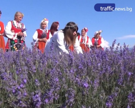 От 80 кг лавандула се добива 1 кг масло. Карлово празнува фестивала на лавандулата