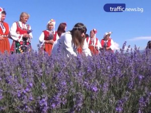 От 80 кг лавандула се добива 1 кг масло. Карлово празнува фестивала на лавандулата