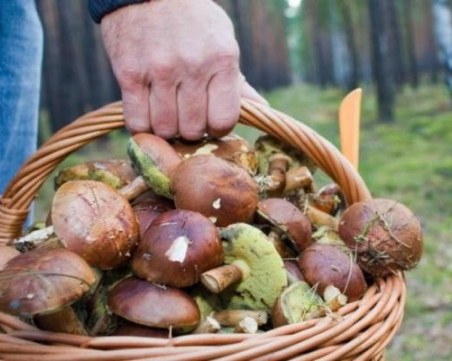 60-годишна гъбарка си набра мухоморки! Лекува се от отравяне в пловдивска болница