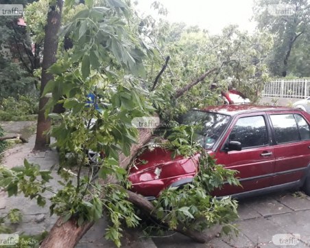 Дърво се прекърши на метри от пловдивско училище, цялата ул. 