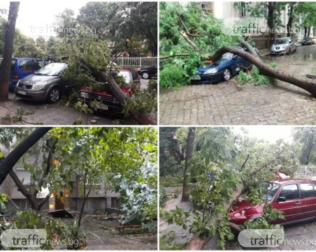 Паднали дървета в центъра на Пловдив смазаха десетки коли!
