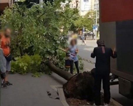 На косъм от инцидент в София: Дърво се стовари на метри от майка с дете