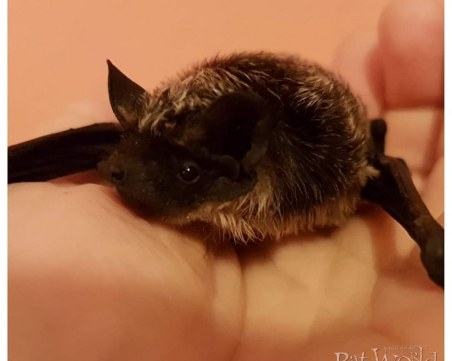 Фондация алармира: Избиват и зазиждат живи градските прилепи!