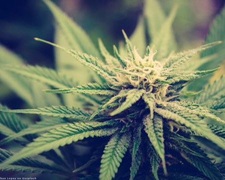 Откриха канабис край реката в Леново, арестувани са трима мъже