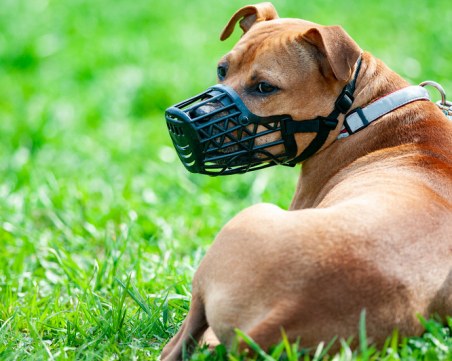 Ще спрат ли агресивните кучета с глоби и намордници