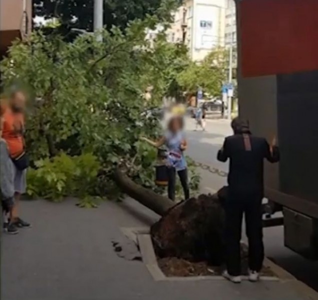 На косъм от инцидент в София: Дърво се стовари на метри от майка с дете