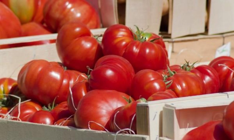 В Гърция български домати на пазара няма! Вносът у нас кръжи около 90%