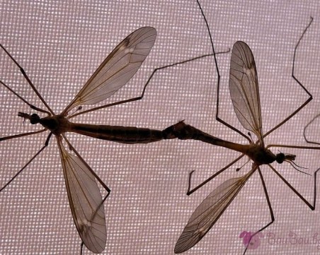 Комарите хапят яко в Силистра, градът се дигна на бунт