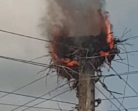 Малки щъркелчета изгоряха живи, огнеборци отказват да гасят гнездото!