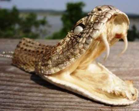 На кое животно приличате в... офиса? Змия, Овца, Лисица или...