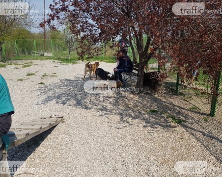 Разширяват кучешкия приют с 5 дка в Пловдив – ще останат ли бездомни кучета по улиците?