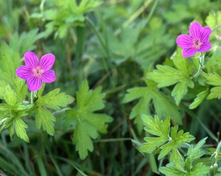 Здравецът - билката, която успява да понижи кръвното налягане