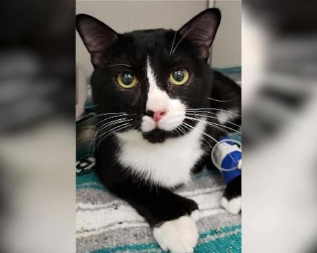 Жена изпра котката си в пералнята, животното оцеля по чудо