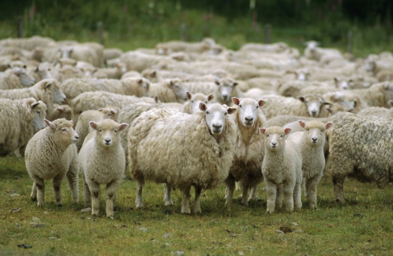 Нелеп инцидент: Стадо овце падна от скалите на Царевец