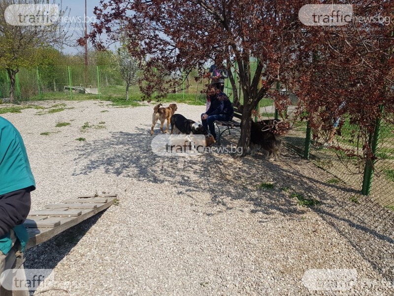 Разширяват кучешкия приют с 5 дка в Пловдив – ще останат ли бездомни кучета по улиците?