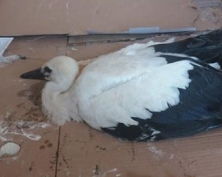 Милосърдие! Лекар шинира крака на паднало щъркелче