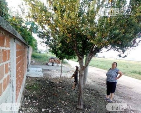 Зверство! Жена обеси куче на дърво в Раковски